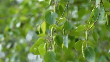 Bahar mevsiminde güçlü bir rüzgarda sallanan çalıların dalları.