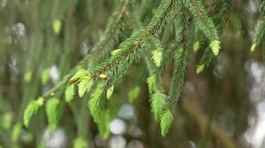 İlkbaharda asılmış genç ladin iğneleri vahşi ekolojik kozalaklı ormanlara yakın.
