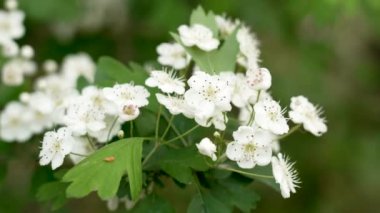 Beyaz dikenli ağaçta güzel çiçeklerle birlikte yabani beyaz Hawthorn çiçeği. Rosaceae ailesinden Crataegus