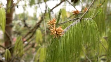 Bahar Pinus brutia dalı erkek çam kozalaklarıyla sallanıyor. Ormanda verimli kozalaklı iğneler