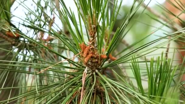 Pine Pólen Cones Masculinos Vida Selvagem Com Agulhas Coníferas Exuberantes — Vídeo de Stock