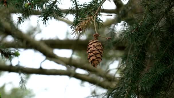Одинокий Пихтовый Конус Дугласа Псевдотсуге Менциеса Орегонские Сосновые Ветви — стоковое видео