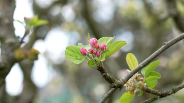 Ramo Árvore Maçã Com Botões Flor Rosa Pomar Perto Bela — Vídeo de Stock