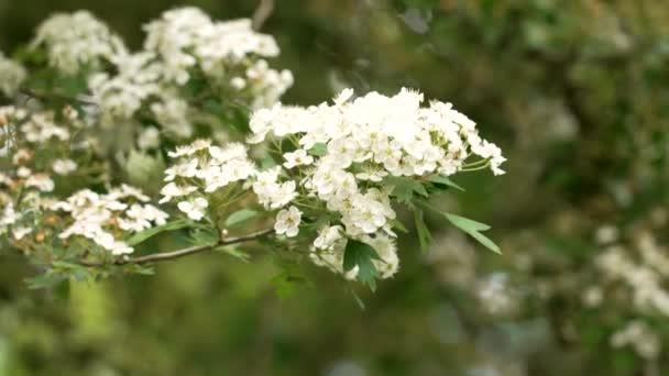 Weißdornbaum Blühender Zweig Mit Weißen Blüten Auf Einer Dornapfelvegetation Crataegus — Stockvideo