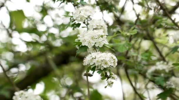 Flores Brancas Florescentes Arbusto Espinheiro Primavera — Vídeo de Stock
