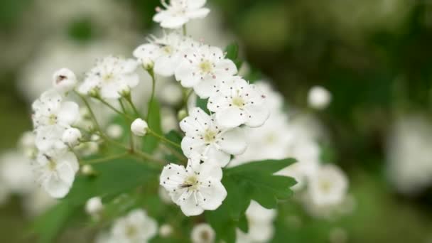 Άγρια Λευκά Λουλούδια Χόθορν Στήμονες Από Κοντά Crataegus Λευκάκανθο — Αρχείο Βίντεο
