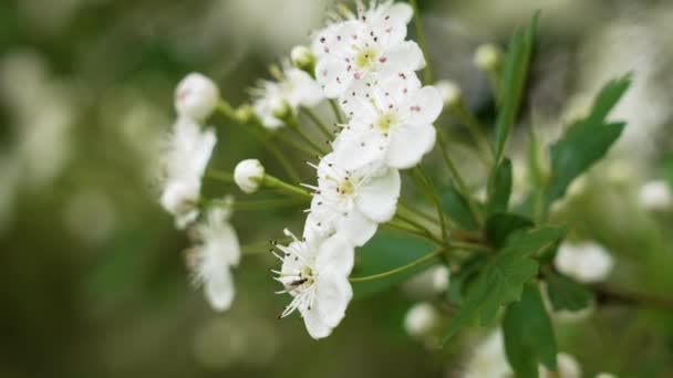 Schöne Blühende Weiße Blüten Des Weißdornstrauches Aus Nächster Nähe Frühling — Stockvideo
