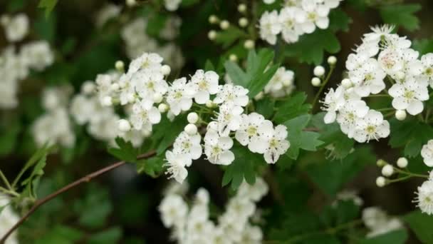 Kvetoucí Větev Hlohu Bílými Květy Poupaty Jasně Zeleným Listím Houpající — Stock video