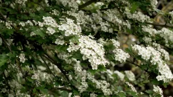 Espino Común Floreciente Con Hermosas Flores Blancas Una Rama Árbol — Vídeos de Stock