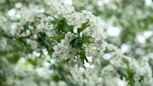 Flores Brancas Espinheiro Florescente Ramo Árvore Jardim Primavera Galho Monogyna — Vídeo de Stock