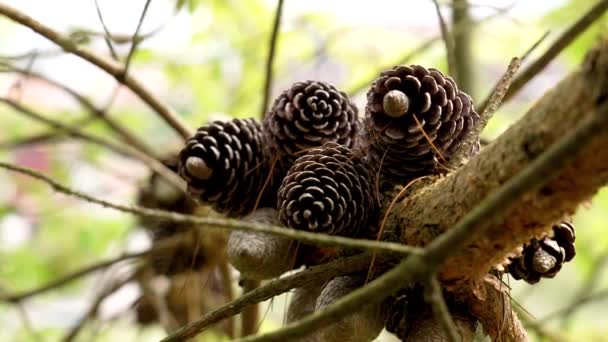 Forest Pine Seed Cones Coniferous Tree Branch Wet Spring Pinewood — Stock Video