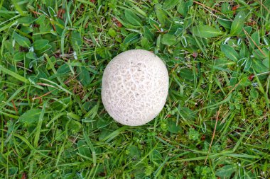 Bahar yeşili çimenlerde zehirli Dünya Topu mantarı. Üst Manzara. Skleroderma sitrinyum