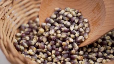 Meksika usulü mısır tortilla malzemesi ve ahşap kaşık. Hopi mısır taneleri