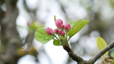 Güzel elma çiçeklerinin yakın çekimi. Pembe kapalı yapraklar, çözünmüş bahçenin doğal arka planında çiçek açan bir meyve bahçesi dalında.