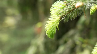 Yeni yemyeşil kozalaklı ağaç yaprakları bir bahar ladin dalında iğne yapıyor. Ormana yakın.