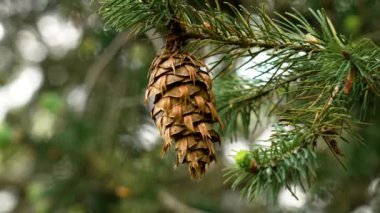 Bir Oregon çam ağacı dalında Douglas köknar (Pseudotsuga menziesii) konisi. Evergreen Ladin Ormanı