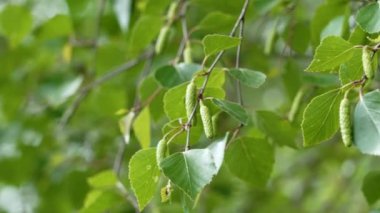 Bir huş dalında taze bahar yeşili Catkins Sabah meltemiyle