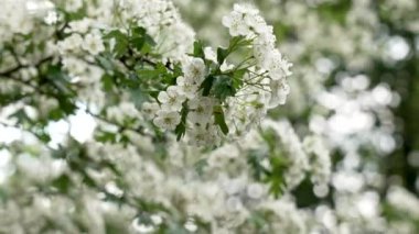 Vahşi bahar ormanlarında açan beyaz dikenli çiçekler. Yaklaş.