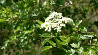 Vahşi bir ağaç dalında rüzgarda sallanan beyaz Avrupa mürver (Kara Elder) çiçekleri. Sambucus zencisi vahşi hayatta