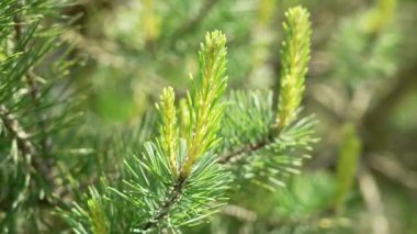 Ormanda güneşli bir günde genç Kara Çam 'ın üzerinde tozlaşan böcekler uçuşuyor.