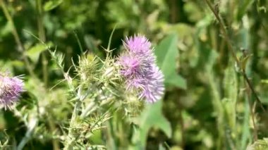 Cirsium renksiz pembe çiçek, tarla devedikeni çiçeği yakın. Doğadaki homeopatik bitki