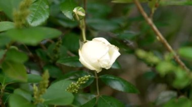 Vahşi Rosa Canina bitkisinin beyaz çiçeği, yeşil yapraklı bahar köpeği çalısı