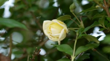 Yakın plan sarı köpek gülü rüzgarda sallanıyor.