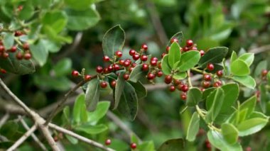 Akdeniz dikenli kırmızı meyveler Rhamnus alaternus yabani çalılığında