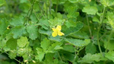 Çiçekli Chelidonium Majus. Daha büyük selandin sarı çiçekleri kapanıyor