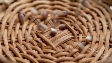 Mavi Hopi mısır taneleri kırsal bir rattan kabına dökülüyor. Pişmemiş mısır taneleri. Meksika tortilla malzemesi. Yavaş çekim