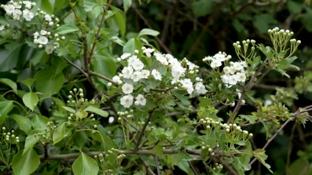 Flores Espino Blanco Florecientes Bosques Silvestres Primavera Cerca — Vídeo de stock