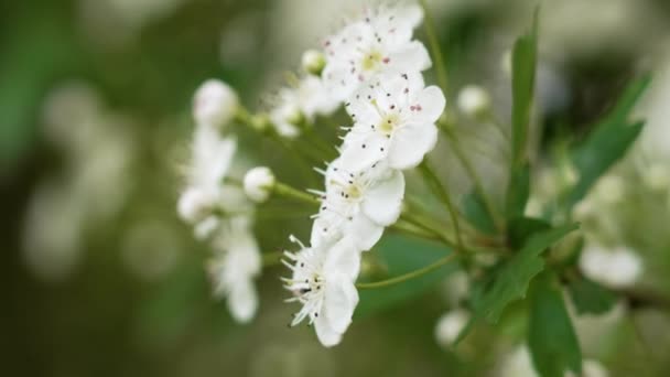 Primer Plano Flor Espino Blanco Primavera Una Rama Árbol Ornamental — Vídeo de stock