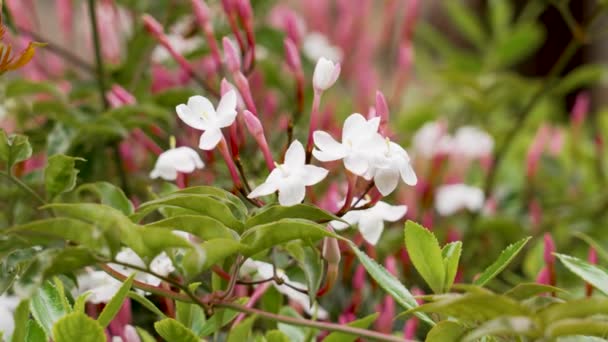 Białe Kwiaty Jaśminu Różowymi Pączkami Jasminum Polyanthum Ogrodzie — Wideo stockowe