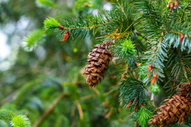 Bir Oregon çam ağacı dalında Douglas köknar (Pseudotsuga menziesii) konisi. Evergreen Ladin Ormanı