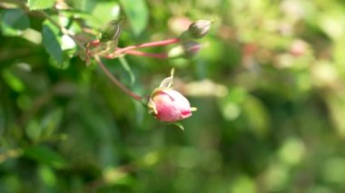 Güneşli bir günde, güzel pembe bir gül açtı kırsal bahçede rüzgarda sallanıyor.
