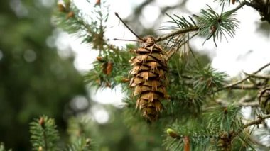 Douglas köknar dalında mevsimlik koni (Pseudotsuga menziesii). Çam kozalaklı Kolombiya çam ağacı