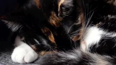 Şirin bir yavru kedi kendini yalıyor. Uykulu komik, çok renkli, evcil kedi yavrusunun portresi.