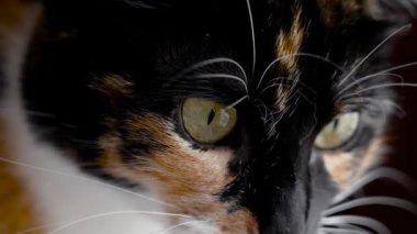 Siyah arka planda parlak kürk renkleri olan yavru bir kedi yavrusunun yeşil gözleri etkileyici tehditkar görünüyor. Beyaz bıyıklı, sevimli, oynak bir hayvan yüzü.