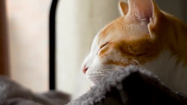 Turuncu saçlı, uykulu, uykulu kızıl kediyi uyutuyor. Evcil hayvan konsepti için konfor ve konfor