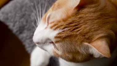 Güzelim turuncu, uyuyan kızıl saçlı evcil kedisi, evcil kedisine çok yakın.