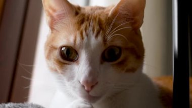 Şaşırdım, meraklı kızıl kedi. Yaklaş. Sınıfta komik bir hayvan.