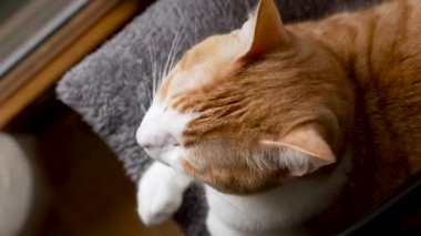 Büyük yeşil gözlü, turuncu kürklü, yumuşak yastıklı sevimli bir kızıl kediye bakıyordu. Üst görünüm