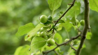 Yeşil Avrupa yaban elması meyveleri. Malus Sylvestris ağacı