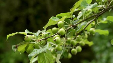 Bahar mevsiminde bir dalda olgunlaşmamış yeşil meyvelerle Avrupa yaban elması (Malus sylvestris) ağacı