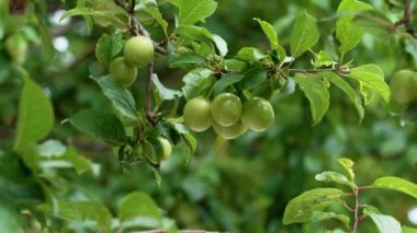 Bahçe ağacının dalında, gün ışığında kirazlı erik üzümü olgunlaştırmak. Organik eko bahçesi