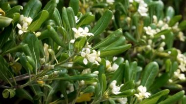 Çiçek açan Pittosporum tobira (Avustralya defne ağacı) ya da beyaz aromatik çiçekli Japon cheesewood ağacı