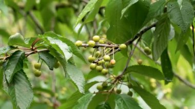 Bir dalda yeşil kiraz kümesi, sıcak gün ışığında yıkanmış. Huzurlu bir doğa manzarası cömertliği.