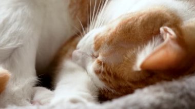 Uyuyan portakal ve beyaz kedi güneşli bir sabahta bir yatağa kıvrıldılar. Dinlenmiş kırmızı kedi bıyıkları. Yaklaş.