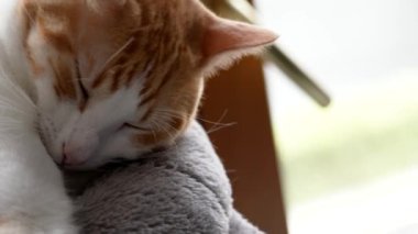 Güzel bir kızıl kedi, sabahları yatağında kıvrılıp uyuyor. Dinlenen uykulu tekir kuşu portakal ve beyaz bir yaşında büyük bir kedi yavrusu