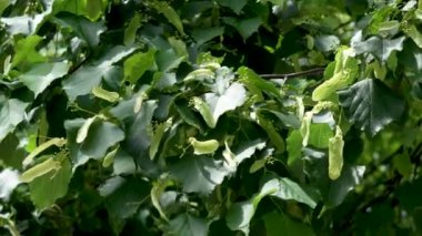 Yeşil yapraklı ıhlamur ağaçları yazın tohum yetiştirir.